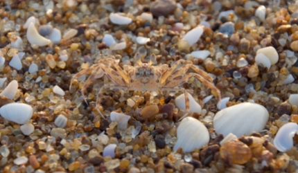 Wildlife in Ghana - Crab